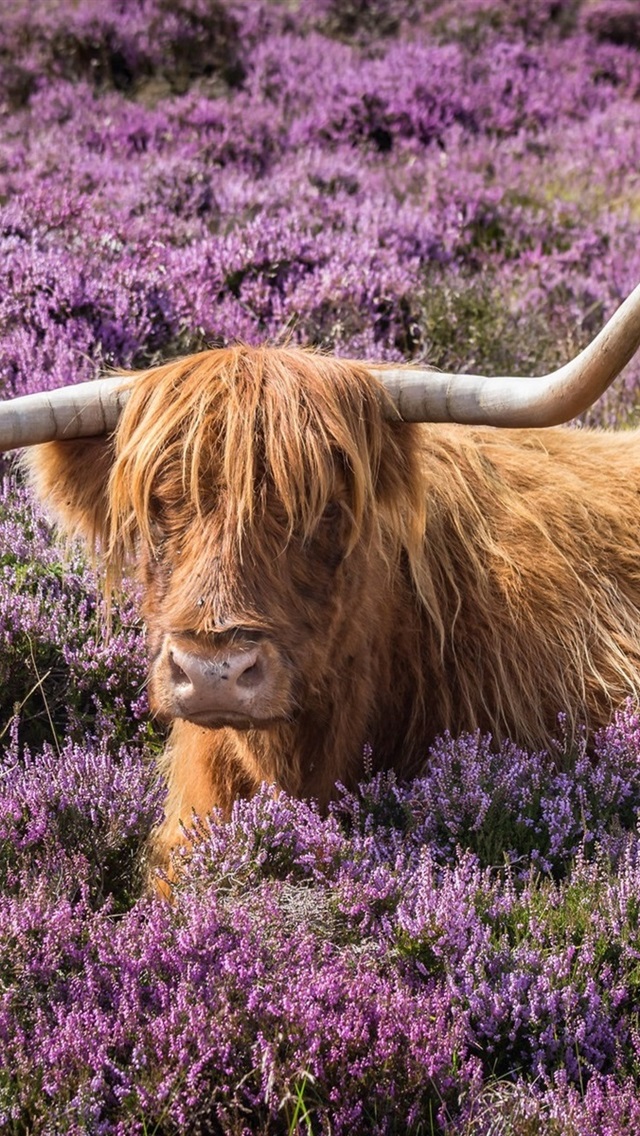 公牛壁纸苹果版免费(公牛壁纸高清图片个性)-第4张图片-有道翻译官网 公牛壁纸苹果版免费(公牛壁纸高清图片个性)-第4张图片-有道翻译官网