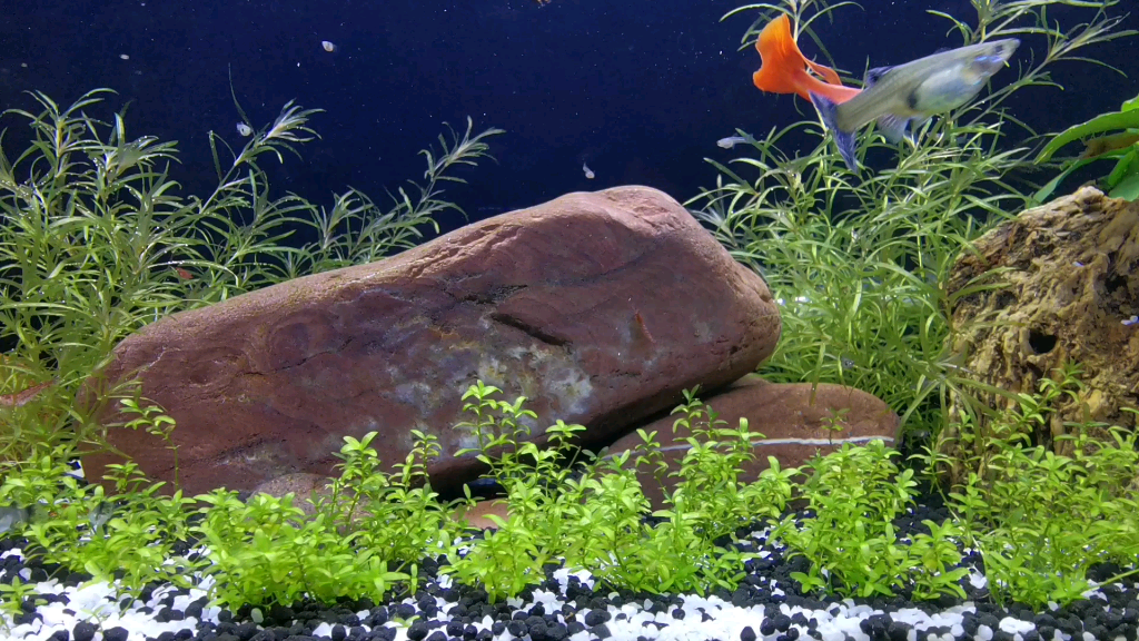 飞鱼视频下载苹果版(飞鱼视频下载苹果版安装)-第5张图片-有道翻译官网